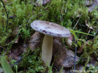 Lactarius trivialis