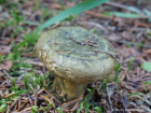 Lactarius turpis