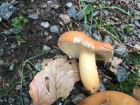 Lactarius volemus