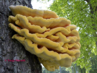 Laetiporus sulphureus