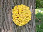 Laetiporus sulphureus