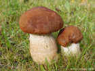 Leccinum aurantiacum