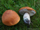 Leccinum aurantiacum