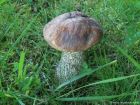 Leccinum scabrum