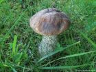 Leccinum scabrum