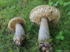 Leccinum scabrum