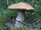 Leccinum versipelle