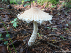 Lepiota clypeolaria