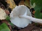 Lepiota clypeolaria