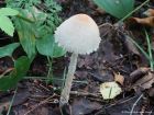 Lepiota clypeolaria