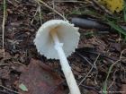 Lepiota clypeolaria