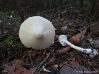 Lepiota clypeolaria