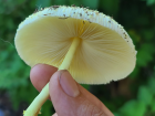 Leucocoprinus birnbaumii