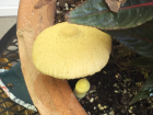 Leucocoprinus birnbaumii