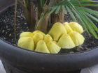 Leucocoprinus birnbaumii