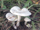 Leucocybe connata