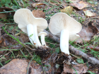 Leucocybe connata