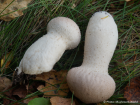 Lycoperdon excipuliforme