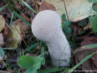 Lycoperdon excipuliforme