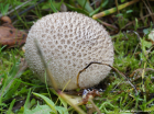 Lycoperdon nigrescens