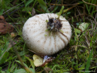 Lycoperdon nigrescens