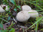 Lycoperdon perlatum