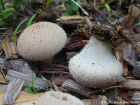 Lycoperdon perlatum