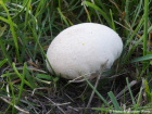 Lycoperdon pratense