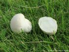 Lycoperdon pratense