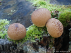 Lycoperdon pyriforme