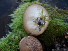 Lycoperdon pyriforme