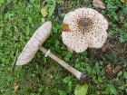 Macrolepiota procera