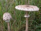 Macrolepiota procera