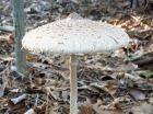 Macrolepiota procera