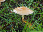 Marasmius oreades