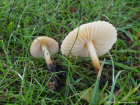 Marasmius oreades