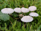 Marasmius rotula