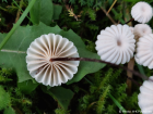 Marasmius rotula