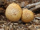 Neolentinus lepideus