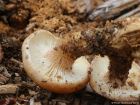 Neolentinus lepideus