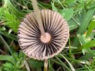 Parasola plicatilis