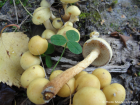 Pholiota alnicola