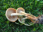 Pholiota alnicola