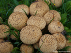 Pholiota squarrosa