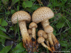 Pholiota squarrosa