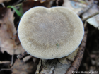 Polyporus ciliatus