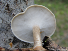 Polyporus ciliatus