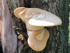 Polyporus squamosus