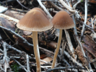 Psathyrella microrrhiza