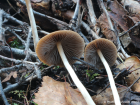 Psathyrella microrrhiza